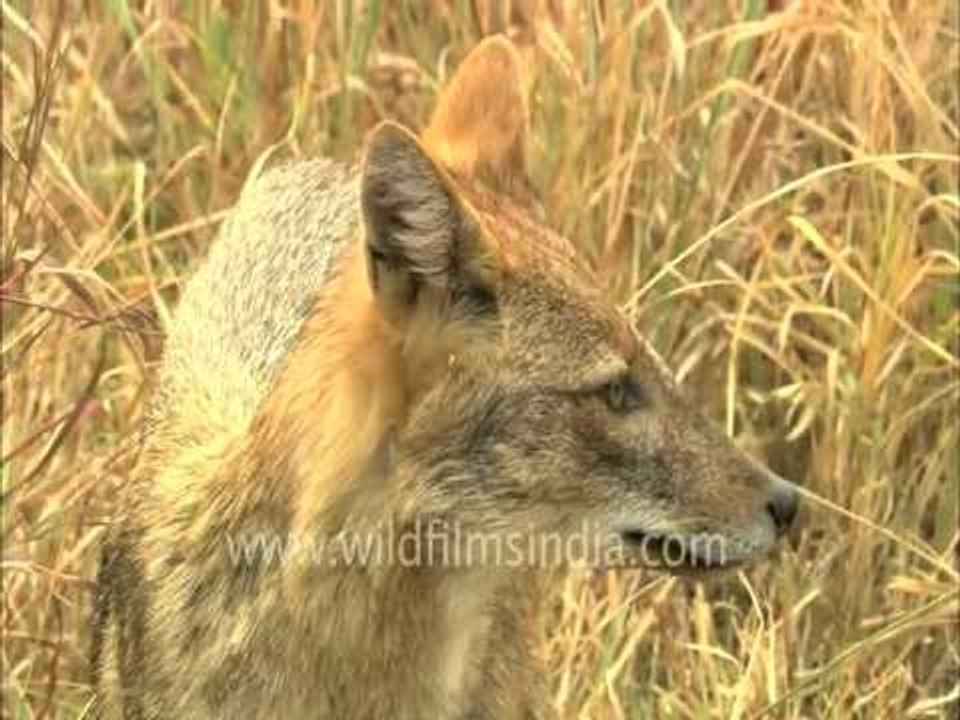 Wildlife of Sariska National Park