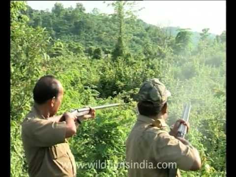 Chasing away elephants with guns...