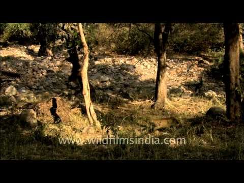 Wild Boar with piglets following...