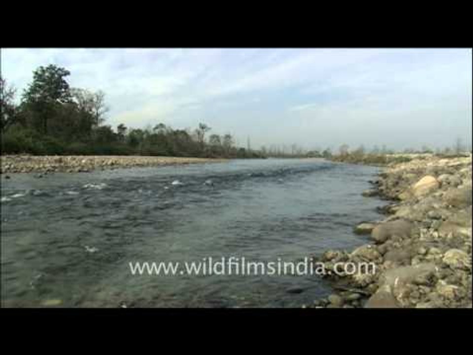 Kosi River, Corbett National Park