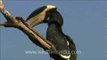 Indian Pied Hornbill at Bandhavgarh