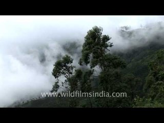 Misty mountains of Munnar