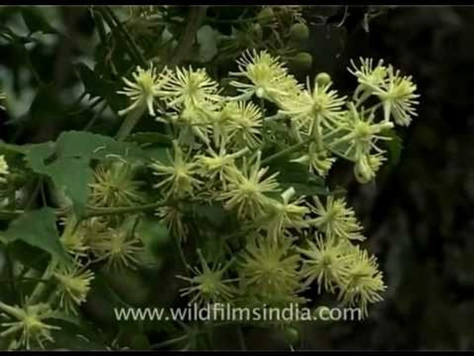 Butterfly sitting on wild flowers
