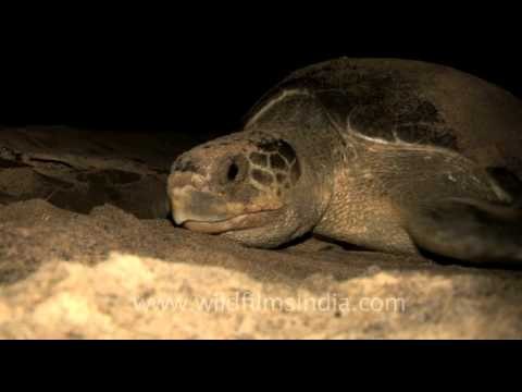 Olive Ridley Turtle on sand
