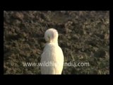 Cattle Egret, White-breasted Waterhen at Sariska