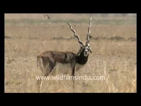 Blackbuck in Tal Chappar Sanctuary