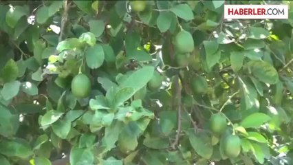 Dalında kilogramı 90 kuruş, markette 10 lira -