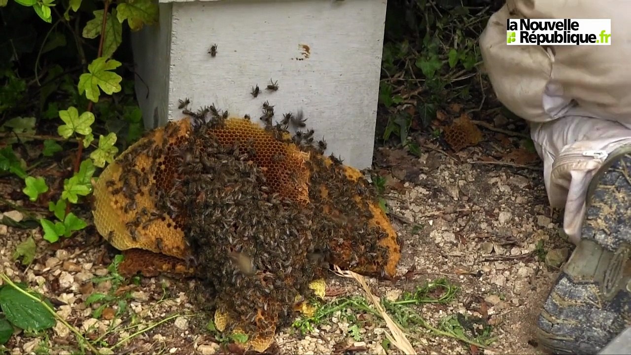 VIDEO. Les piquantes squatteuses expulsées sans préavis à Cellettes (41)