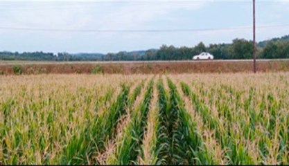 Lanetli Kan: Masumiyetin Sonu - Fragman