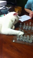 Cat playing Chess