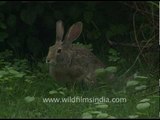 Black naped Hare