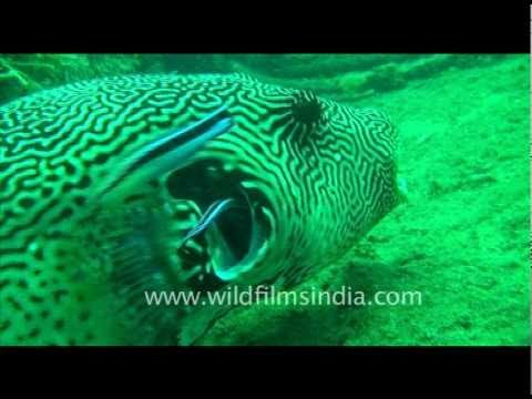 Puffer Fish in Andaman