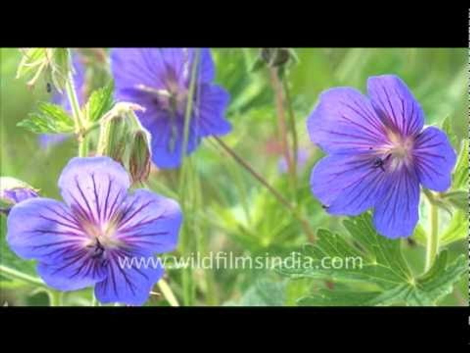Geranium wallichianum