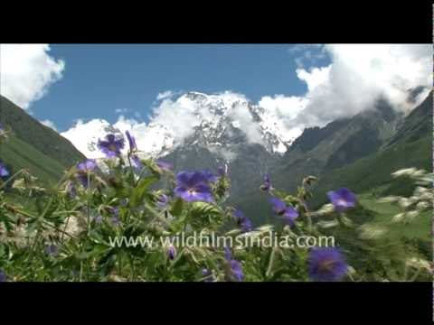 Valley of flowers, Uttarakhand