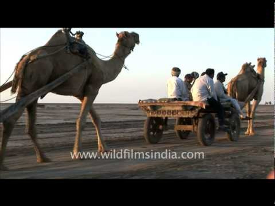 Camel Ride, Gujarat