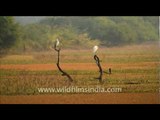 Keoladeo Ghana National Park in Bharatpur