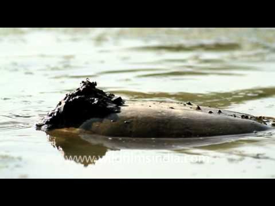 Turtle in Bharatpur
