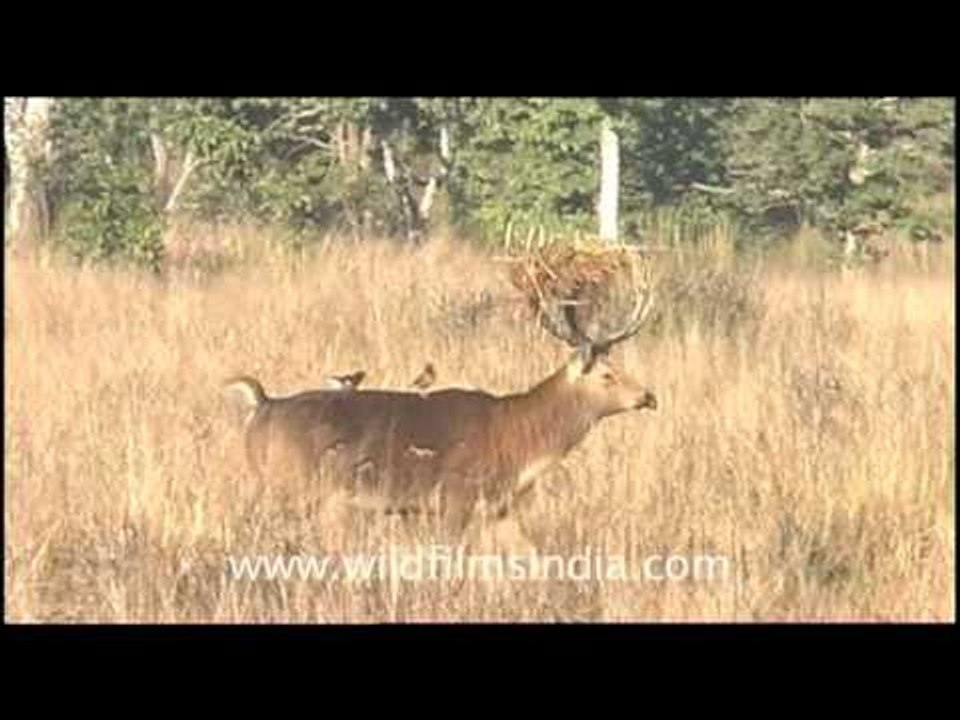 Adorned antlers of Barasingha