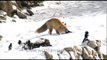 Himalayan Fox at its kill, Ladakh