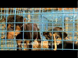 Puppies for sale at Sonepur Mela