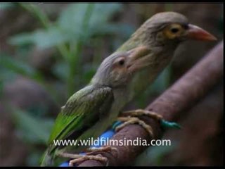 Large Green Barbets just out of the nest
