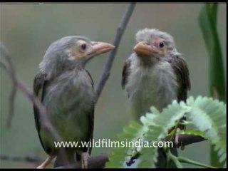 Large Green Barbet chicks