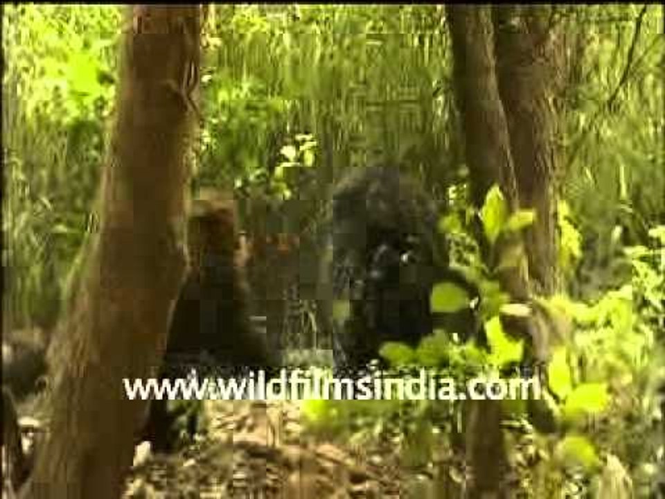 Sloth Bears fighting