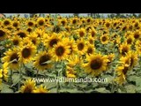 Sunflowers in Karnal, Haryana