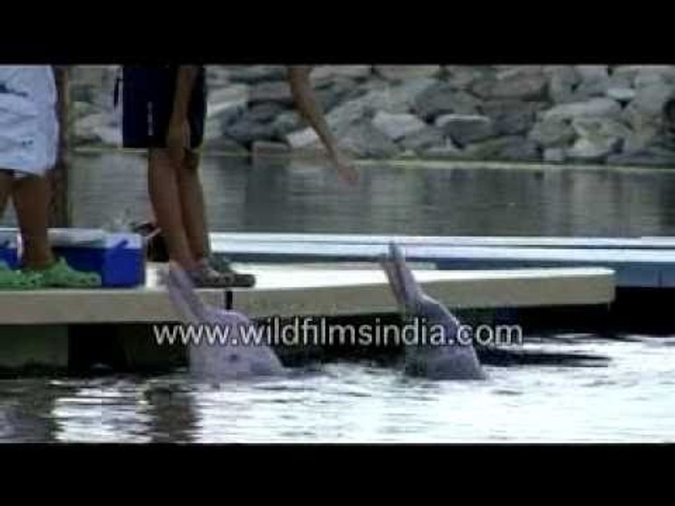 Dolphin act at Dolphin Lagoon!