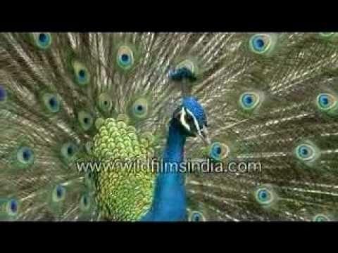 Peacock displaying its feathers