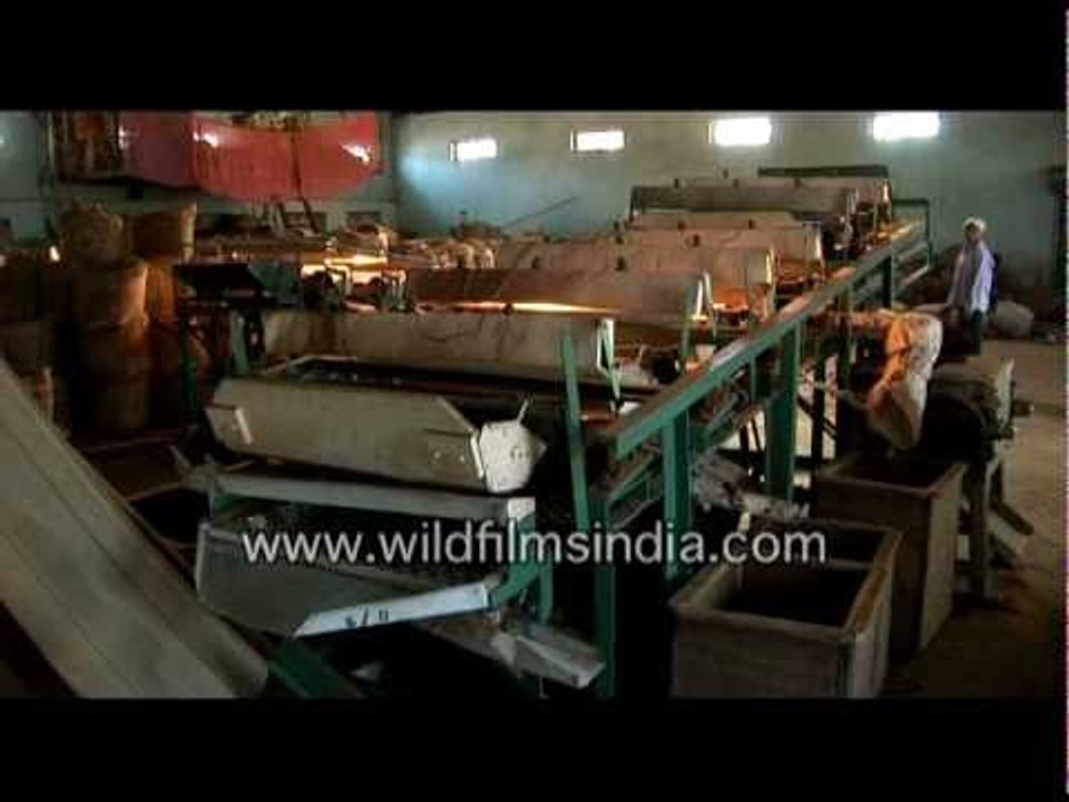 Tea being processed in a garden factory in India