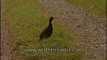 Partridge in the grassland