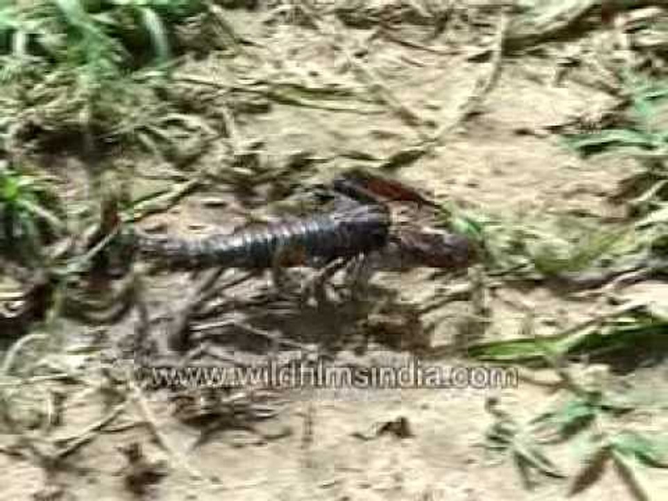 Scorpion