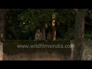 Monkeys catch each other