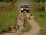 Rhesus macaques with Scorpio following!
