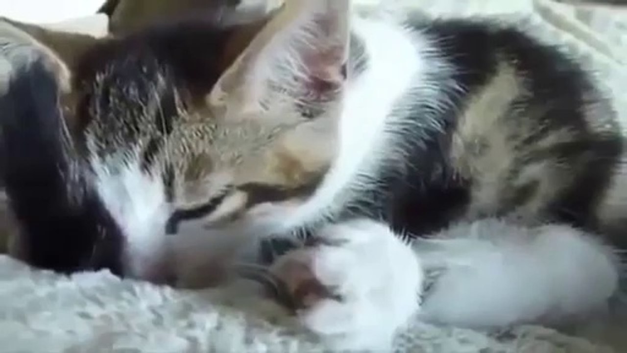 Funny Cats Videos