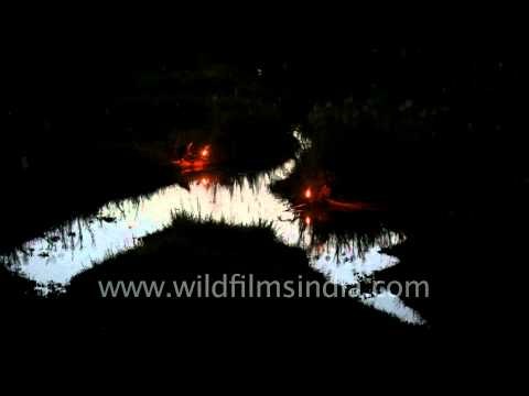 Fishermen heading out for night fishing : Loktak Lake, Manipur