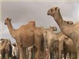 تخوف صومالي من حظر السعودية استيراد الإبل
