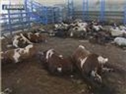 العدوان الإسرائيلي على غزة يخلف خسائر مادية كبيرة