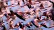 Pembe Kanatlar: Flamingoların Gizemi - Fragman