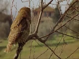 Kızgın Güneş - Fragman