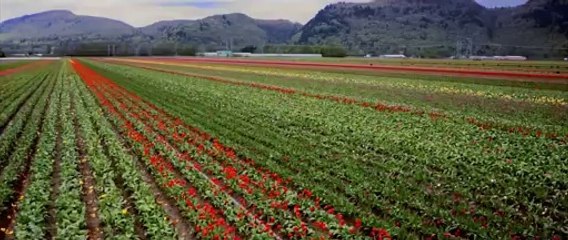 Pendu _ Amrinder Gill Feat. Fateh _ Judaa 2 _ mboota gi