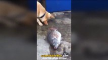 Ölü Balıkları Canlandırmaya Çalışan Köpek