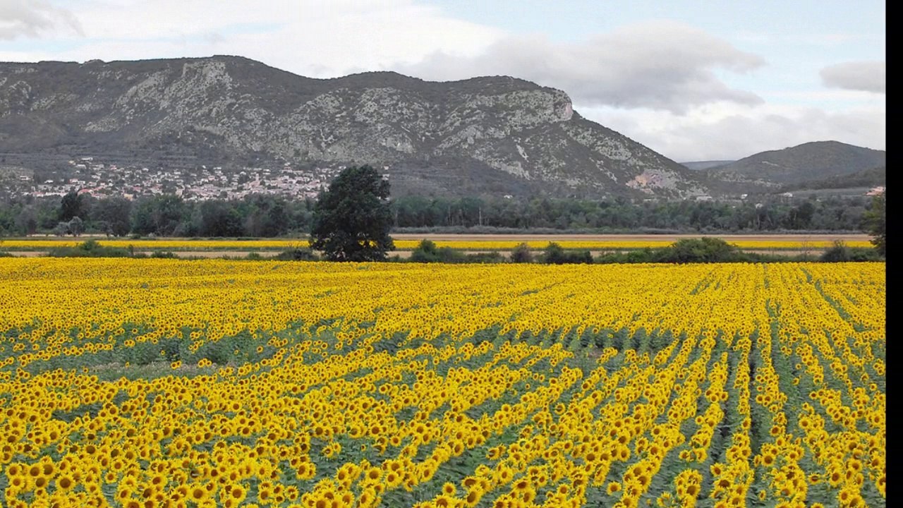 Lavande en Haute Provence