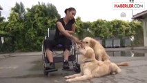 Eğitimli üç köpek, engellilerin gözü kulağı olmaya hazır -