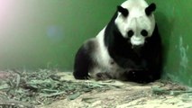 ولادة نادرة لثلاثة توائم من حيوانات الباندا في الصين
