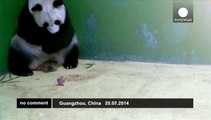 Rare triplet panda cubs born in China