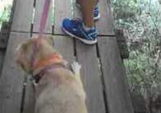 Dog Terrified of Crossing Bridges