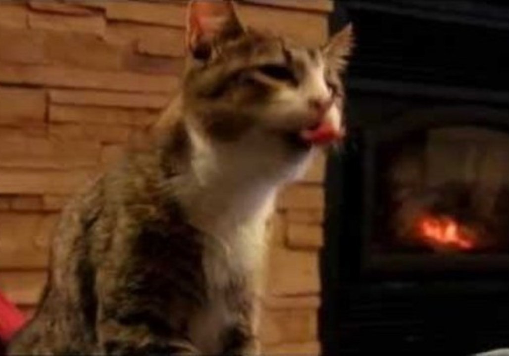 Quirky Cat Bathes Without Sight