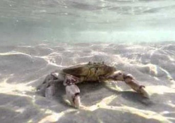 Crafty Crab Buries Itself in the Sand